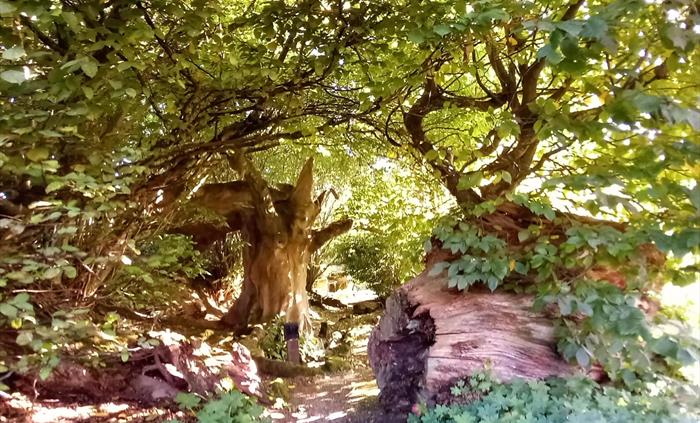 Tree sculpture in center